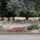 Illustration for article titled Pics from the Curbside: 2018-08-05 to Lord Kitchener Elementary and Puget Drive